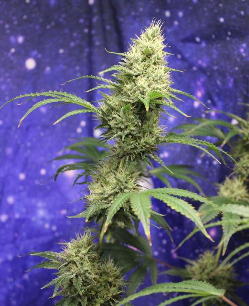 Michka / Sensi Seeds. Week 13