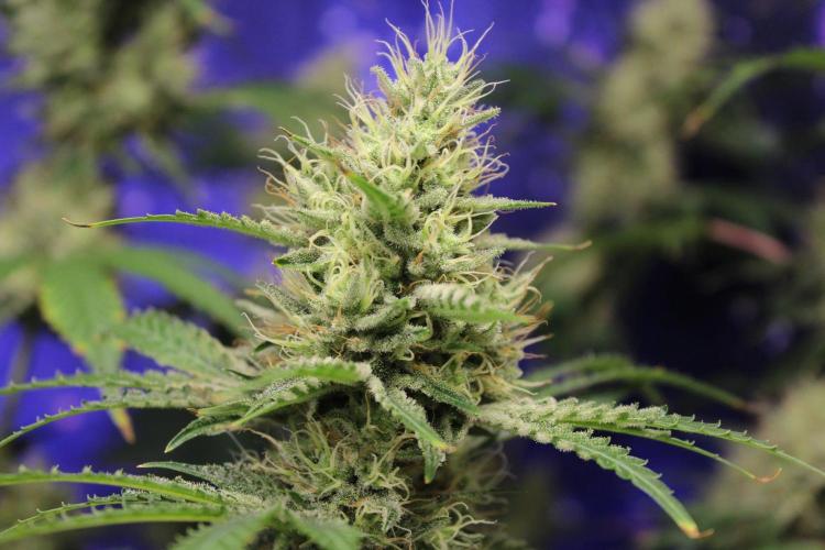 Michka / Sensi Seeds. Week 13
