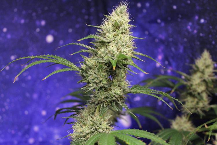 Michka / Sensi Seeds. Week 13