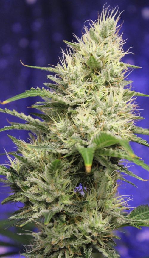Michka / Sensi Seeds. Week 13