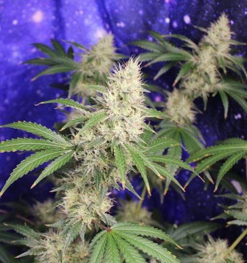 Michka / Sensi Seeds. Week 13