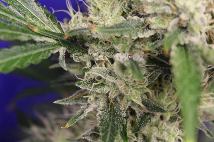 Michka / Sensi Seeds. Week 13