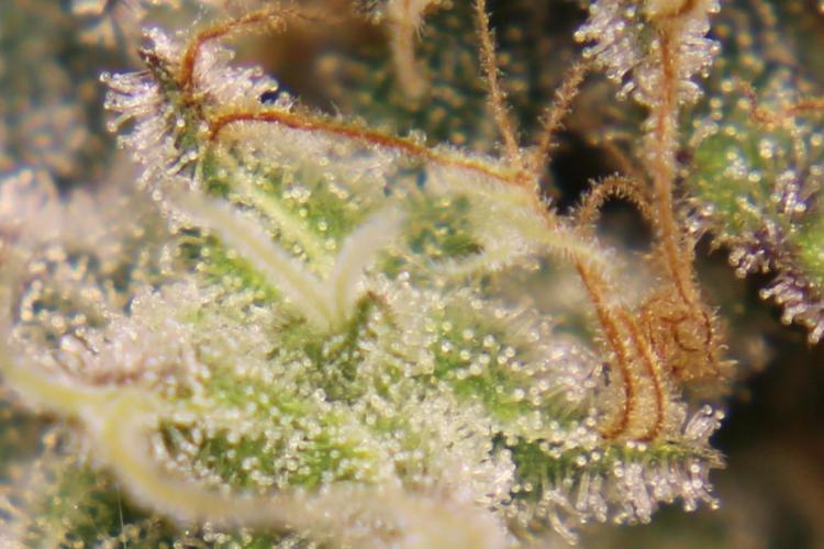 Grow Tent MyHomeGrow 140x140x200. Week 14