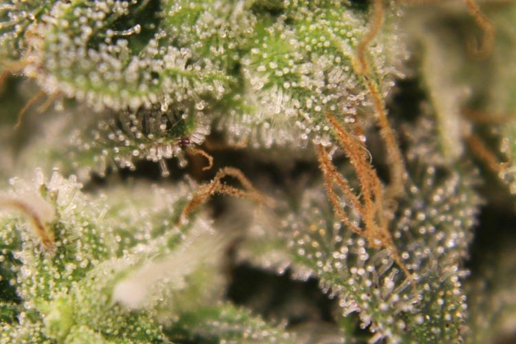 Pavaya Candy. Week 14