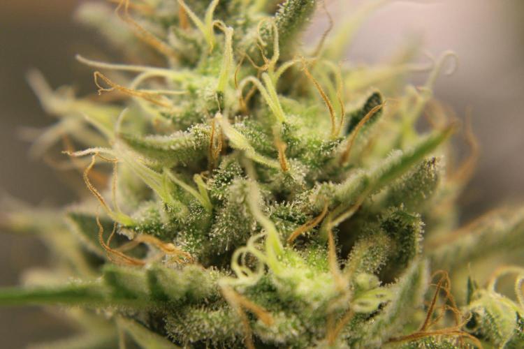 Michka / Sensi Seeds. Week 14