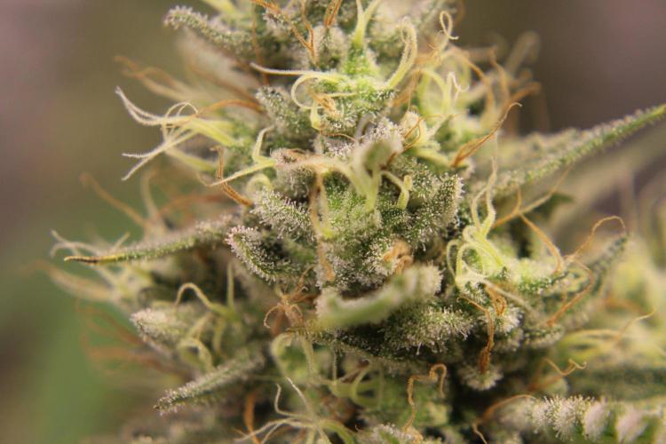 Michka / Sensi Seeds. Week 14