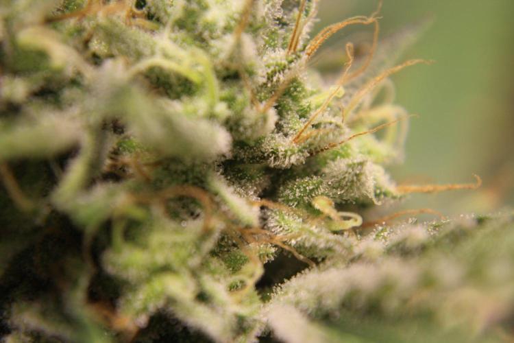 Michka / Sensi Seeds. Week 14