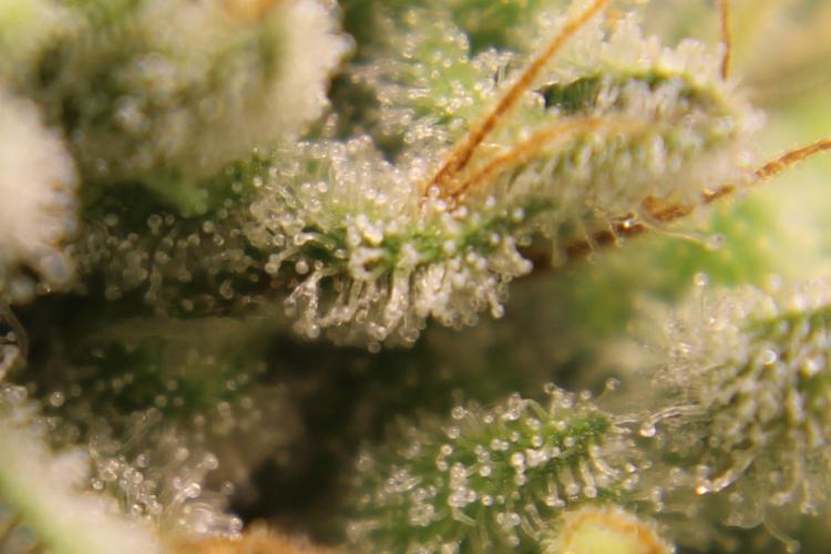 Michka / Sensi Seeds. Week 14