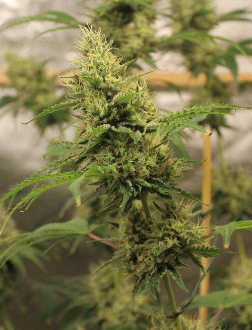 Michka / Sensi Seeds. Week 14