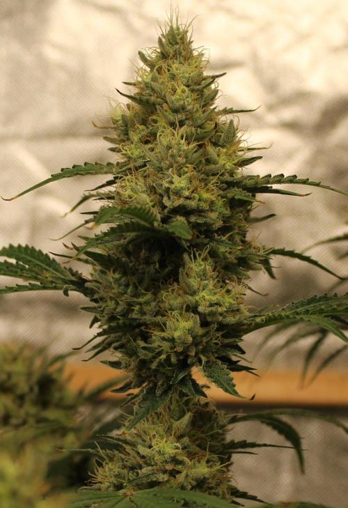 Michka / Sensi Seeds. Week 14