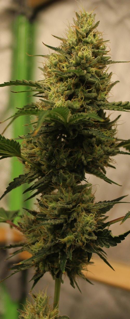 Michka / Sensi Seeds. Week 14