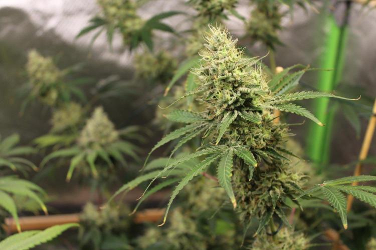 Michka / Sensi Seeds. Week 14
