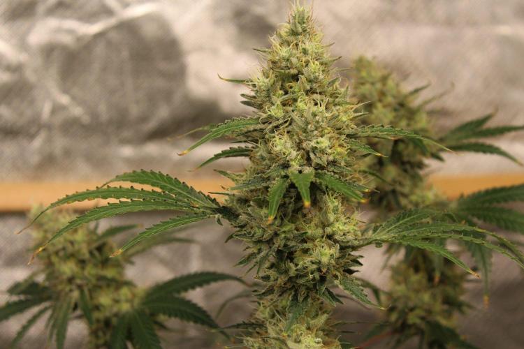 Michka / Sensi Seeds. Week 14