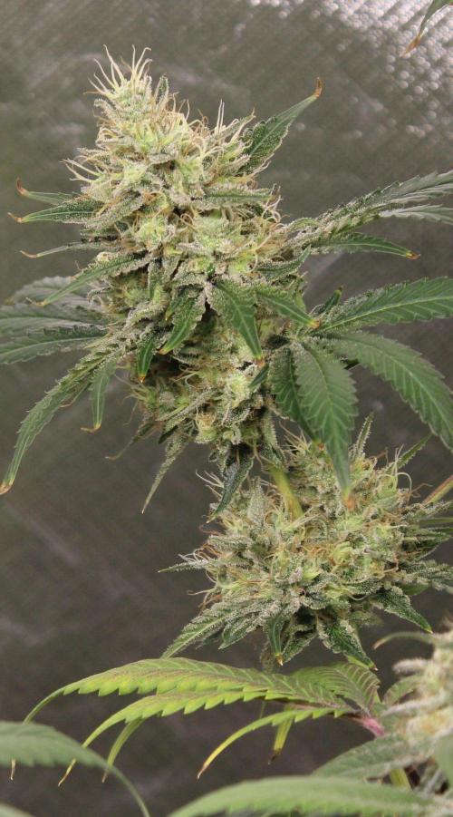 Michka / Sensi Seeds. Week 14