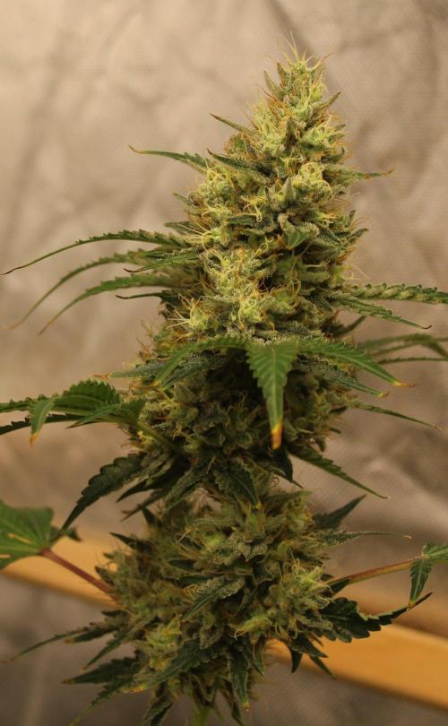Michka / Sensi Seeds. Week 14