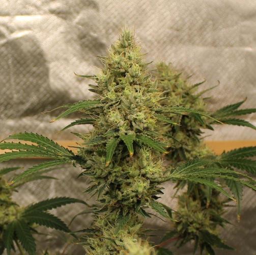 Michka / Sensi Seeds. Week 14