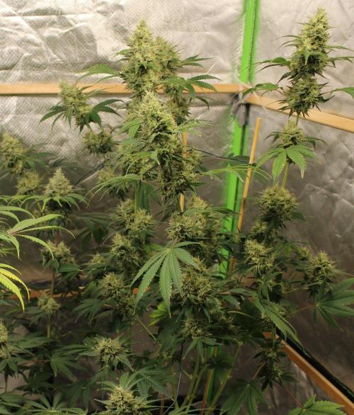 Michka / Sensi Seeds. Week 14