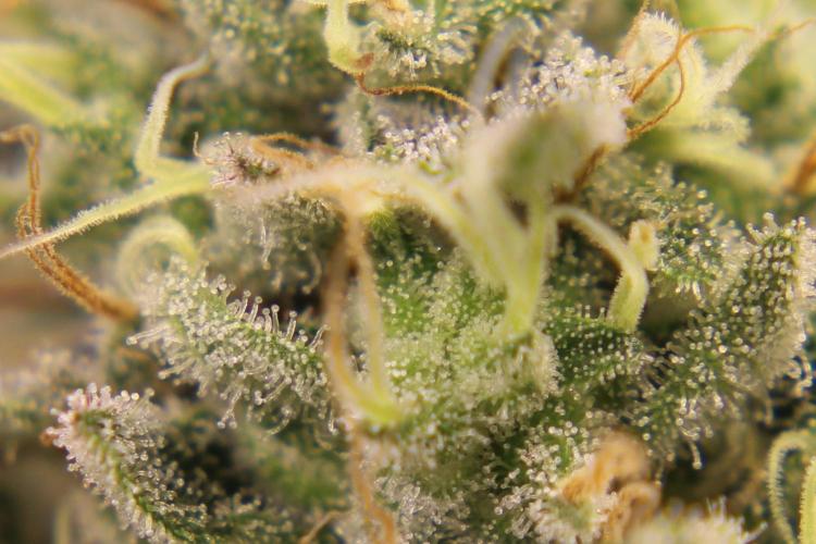 Grow Tent MyHomeGrow 140x140x200. Week 14
