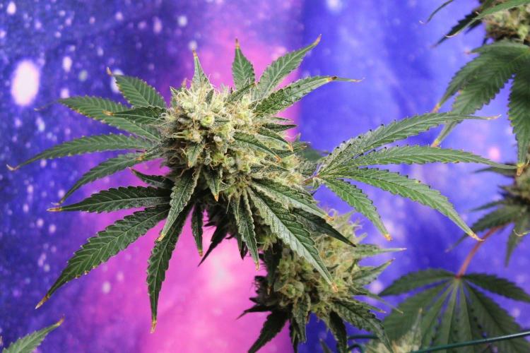 Michka / Sensi Seeds. Week 15