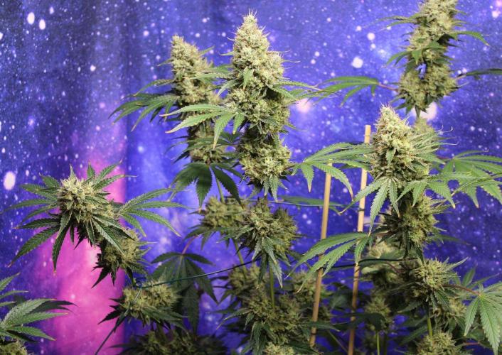Michka / Sensi Seeds. Week 15