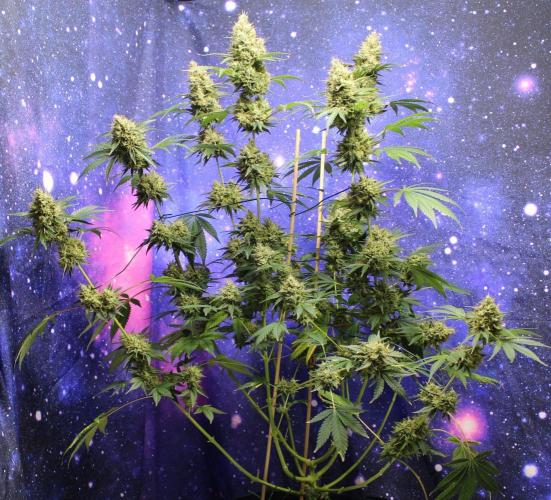 Michka / Sensi Seeds. Week 15