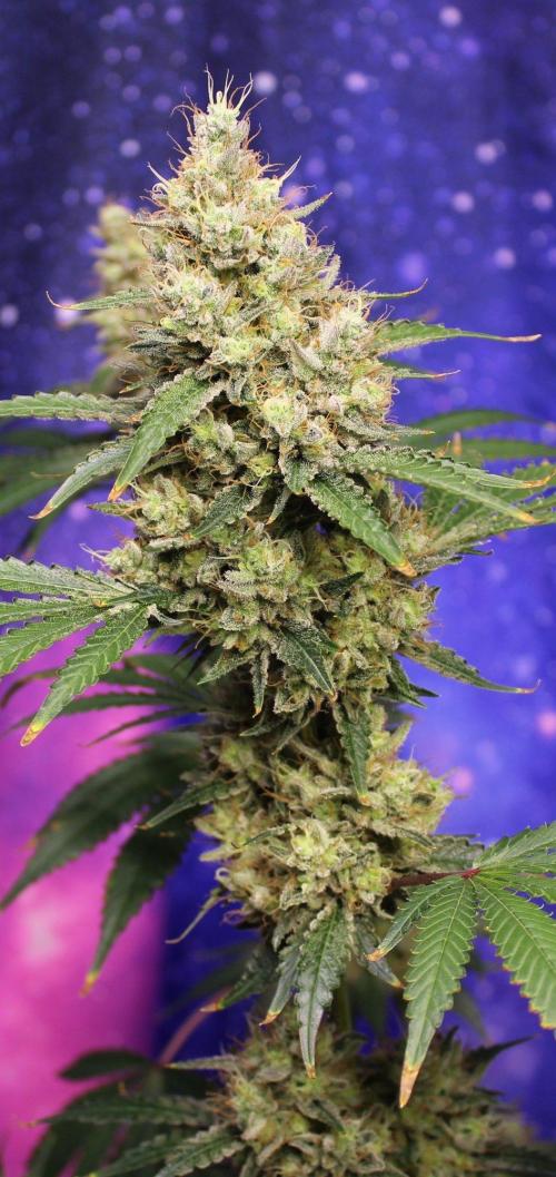 Michka / Sensi Seeds. Week 15
