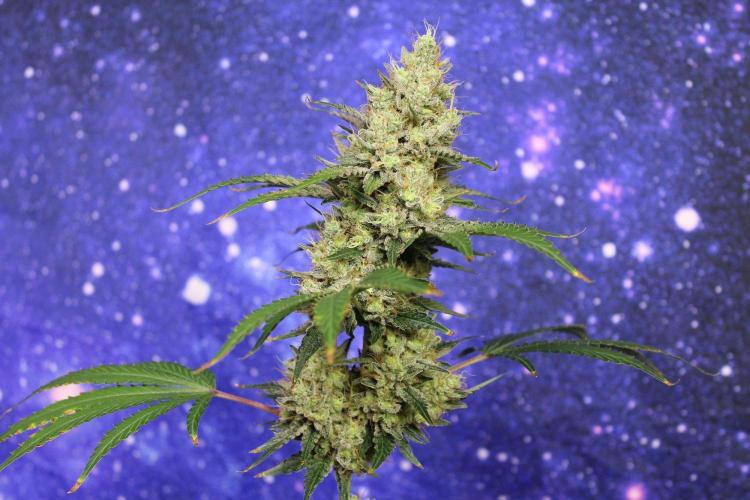 Michka / Sensi Seeds. Week 15