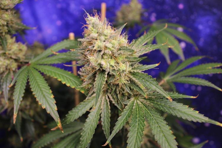 Michka / Sensi Seeds. Week 15