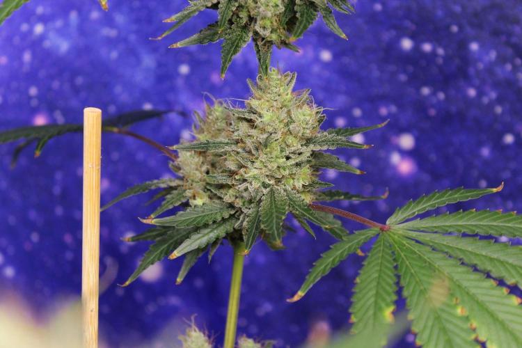 Michka / Sensi Seeds. Week 15