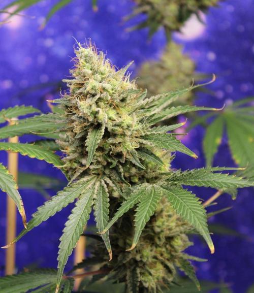 Michka / Sensi Seeds. Week 15
