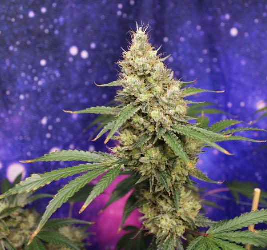 Michka / Sensi Seeds. Week 15
