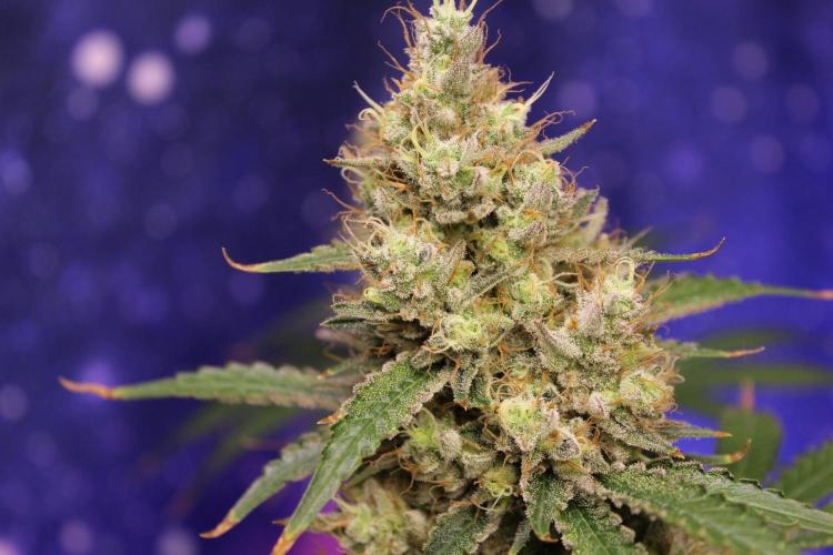 Michka / Sensi Seeds. Week 15