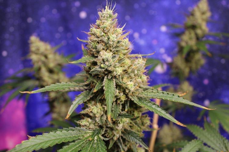 Michka / Sensi Seeds. Week 15