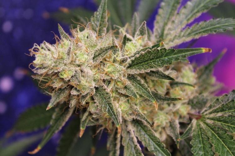 Michka / Sensi Seeds. Week 15