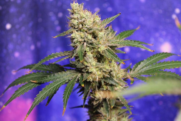 Michka / Sensi Seeds. Week 15
