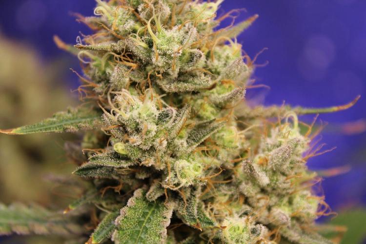 Michka / Sensi Seeds. Week 15