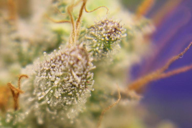 Michka / Sensi Seeds. Week 15