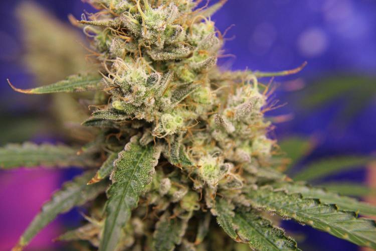 Michka / Sensi Seeds. Week 15