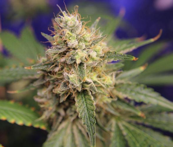 Michka / Sensi Seeds. Week 15