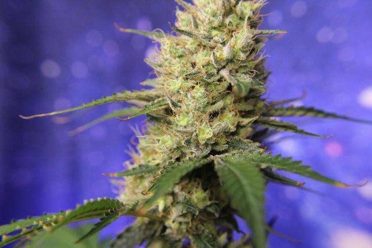 Michka / Sensi Seeds. Week 15