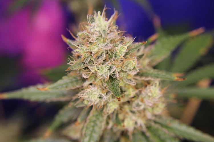 Michka / Sensi Seeds. Week 15