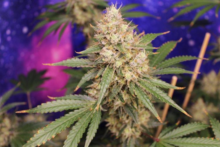 Michka / Sensi Seeds. Week 15