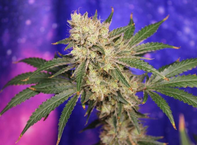 Michka / Sensi Seeds. Week 15
