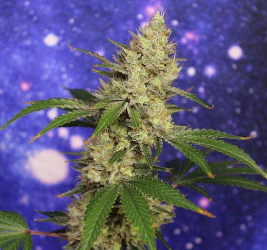 Michka / Sensi Seeds. Week 15