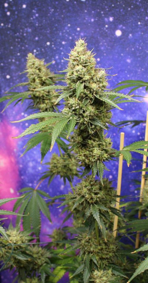 Michka / Sensi Seeds. Week 16