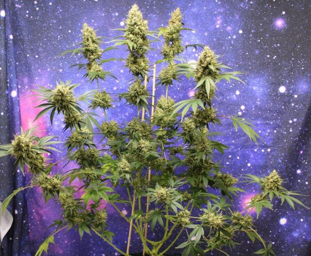 Michka / Sensi Seeds. Week 16