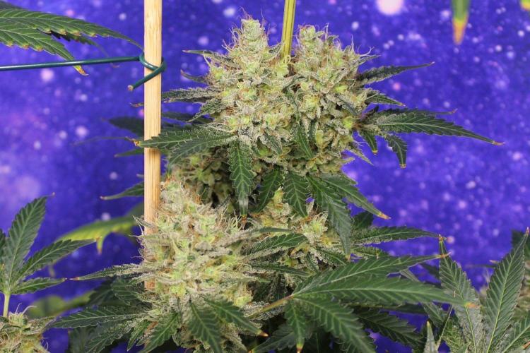 Michka / Sensi Seeds. Week 16