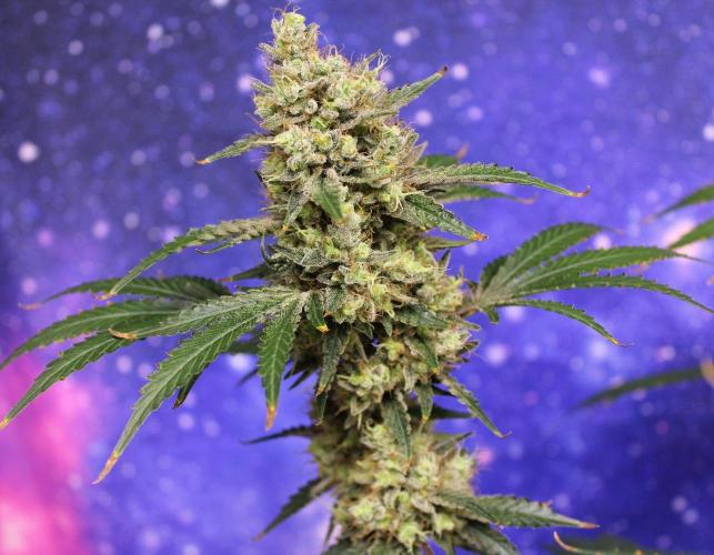 Michka / Sensi Seeds. Week 16