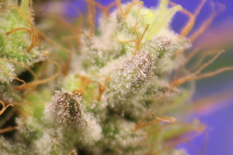 Michka / Sensi Seeds. Week 16