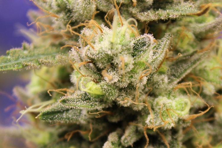Michka / Sensi Seeds. Week 16
